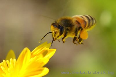 Продам мед
