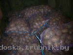 Продам   картофель, от 20 т в сетках, Брест