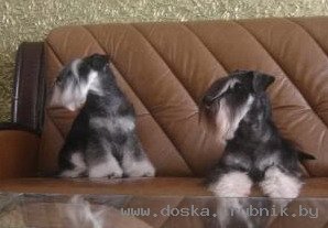Щенки цвергшнауцера