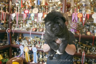 Продажа, купить собаку, щенка кавказская, немецкая, среднеазиатская овчарка, алабай из питомника Рус