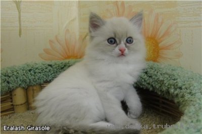 Невские маскарадные котята