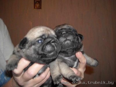 Продаются щенки мопса окрас бежевый( 3 девочки, 4 мальчика)