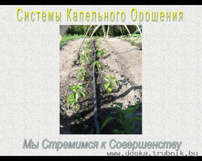 Капельный Полив