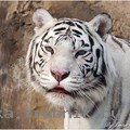 сантехника и запорная арматура