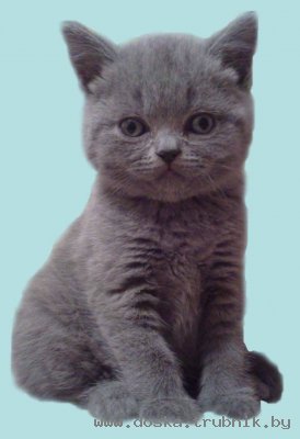 продаются котята породы британская короткошерстная